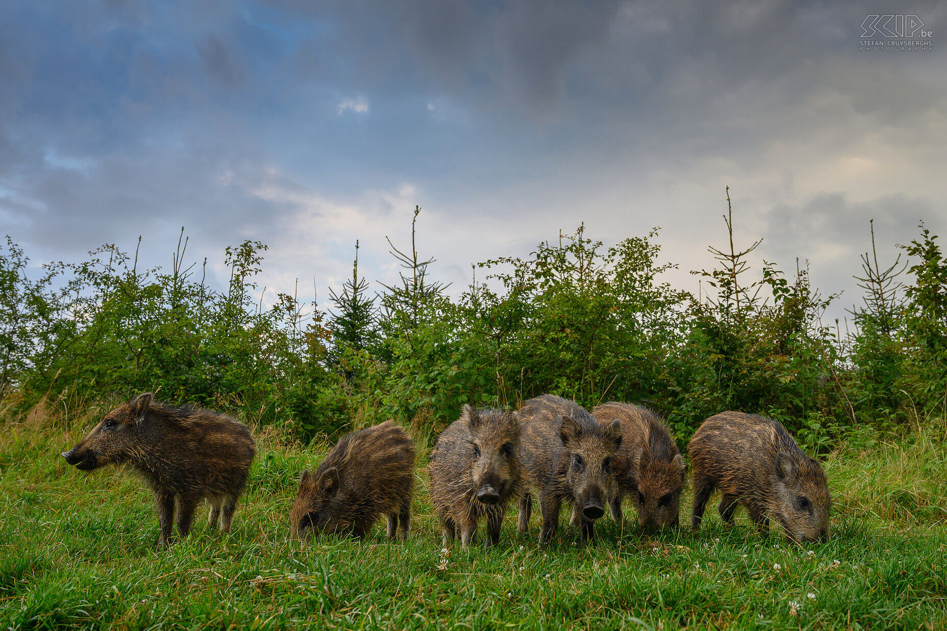 Wild boars This summer I went three times to the Belgian Ardennes an observation hut on the Plateau des Tailles near Baraque de Fraiture to photograph wild animals. Armed with my camera and short telephoto lens and a wide-angle camera that I could remotely control, I was able to take a varied series of images of the wild boars. A small group of young pigs often showed up before sunset. The big family with heavy boars and sows and also young squeakers usually only came at dusk or when it was already dark.<br />
 Stefan Cruysberghs